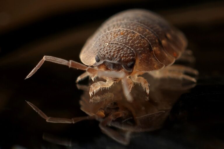 Close-up of a bed bug