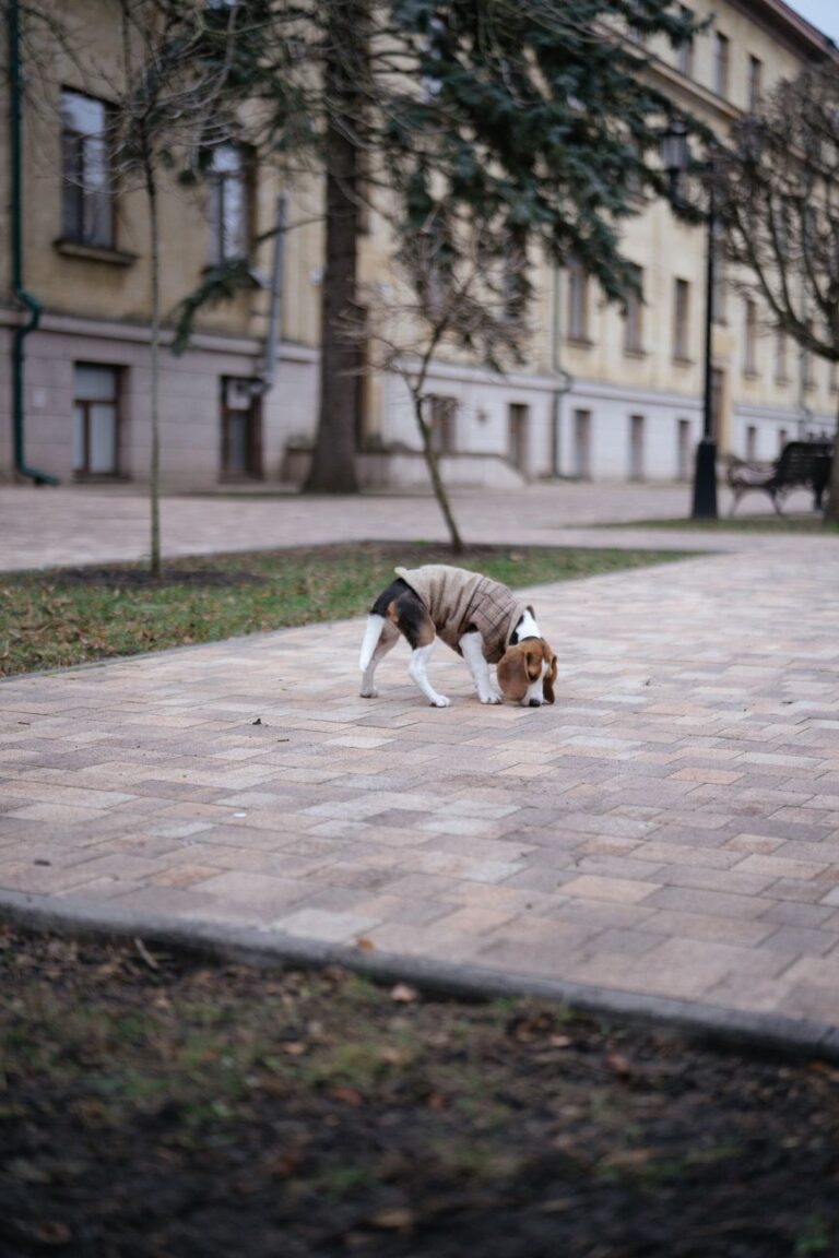 Beagle sniffing, the breed often trained for bed bug detection